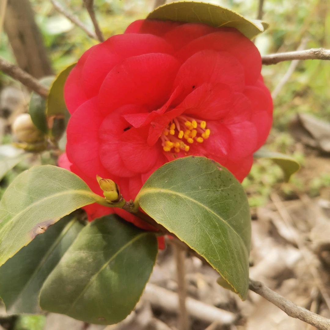 菲