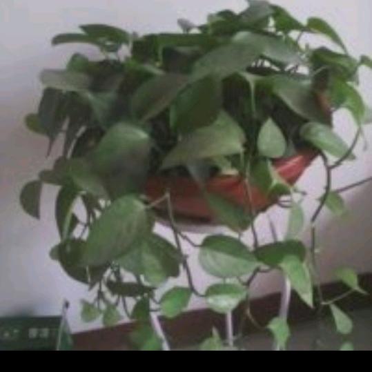 王旭