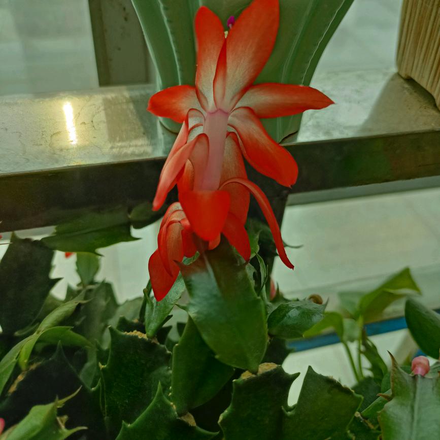 百合花: