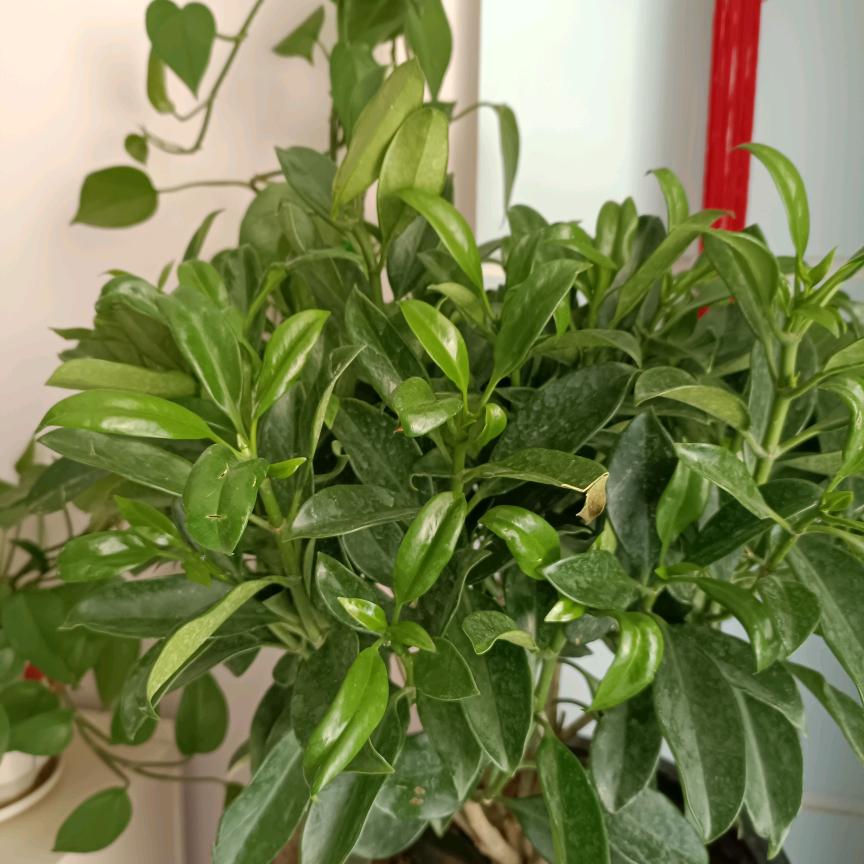 恋紫青藤