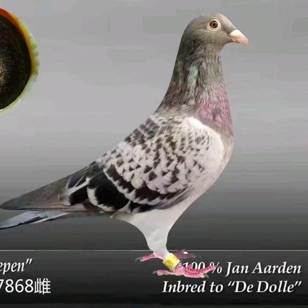 杨阿腾高级精品店