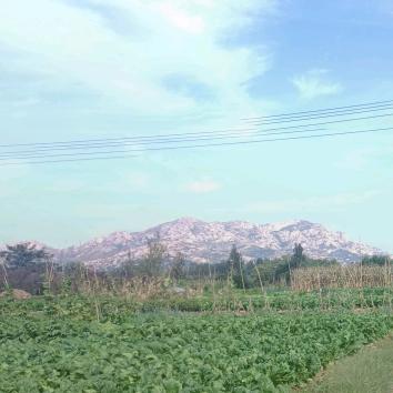 日照绿茶～望海茶业