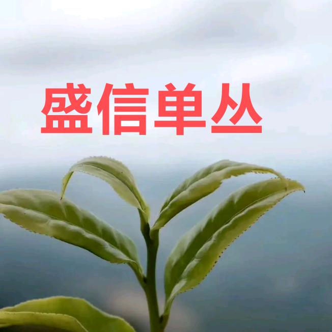 盛信单丛茶