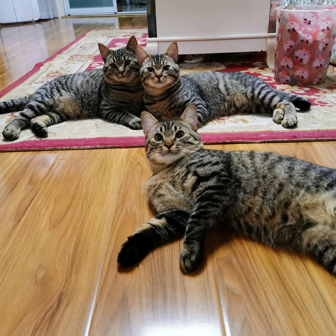 🌈番土豆头像