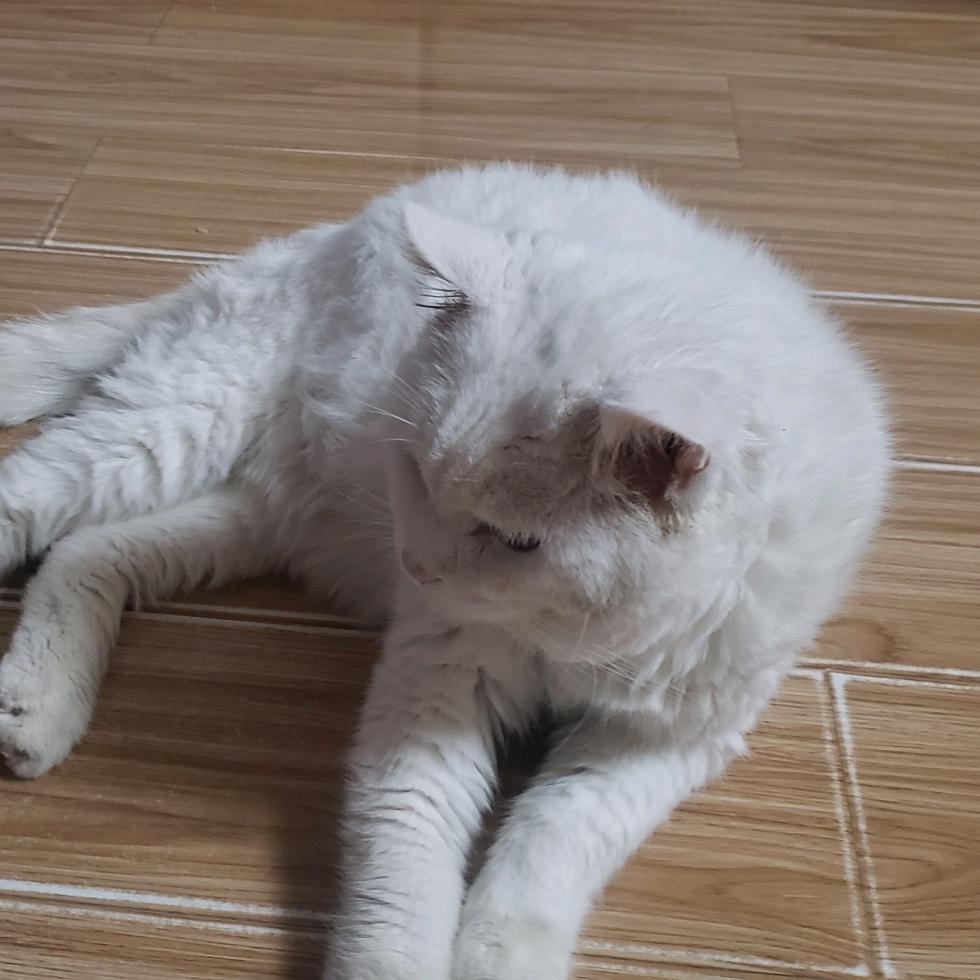 木木🐈