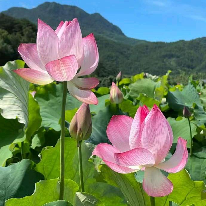 桂珍。