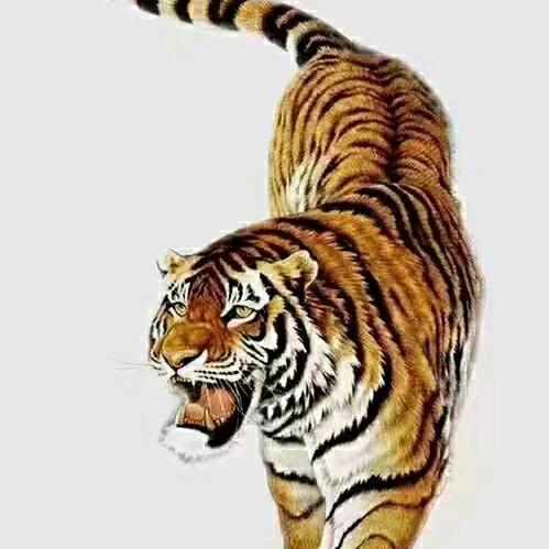 🐯追梦人🐯
