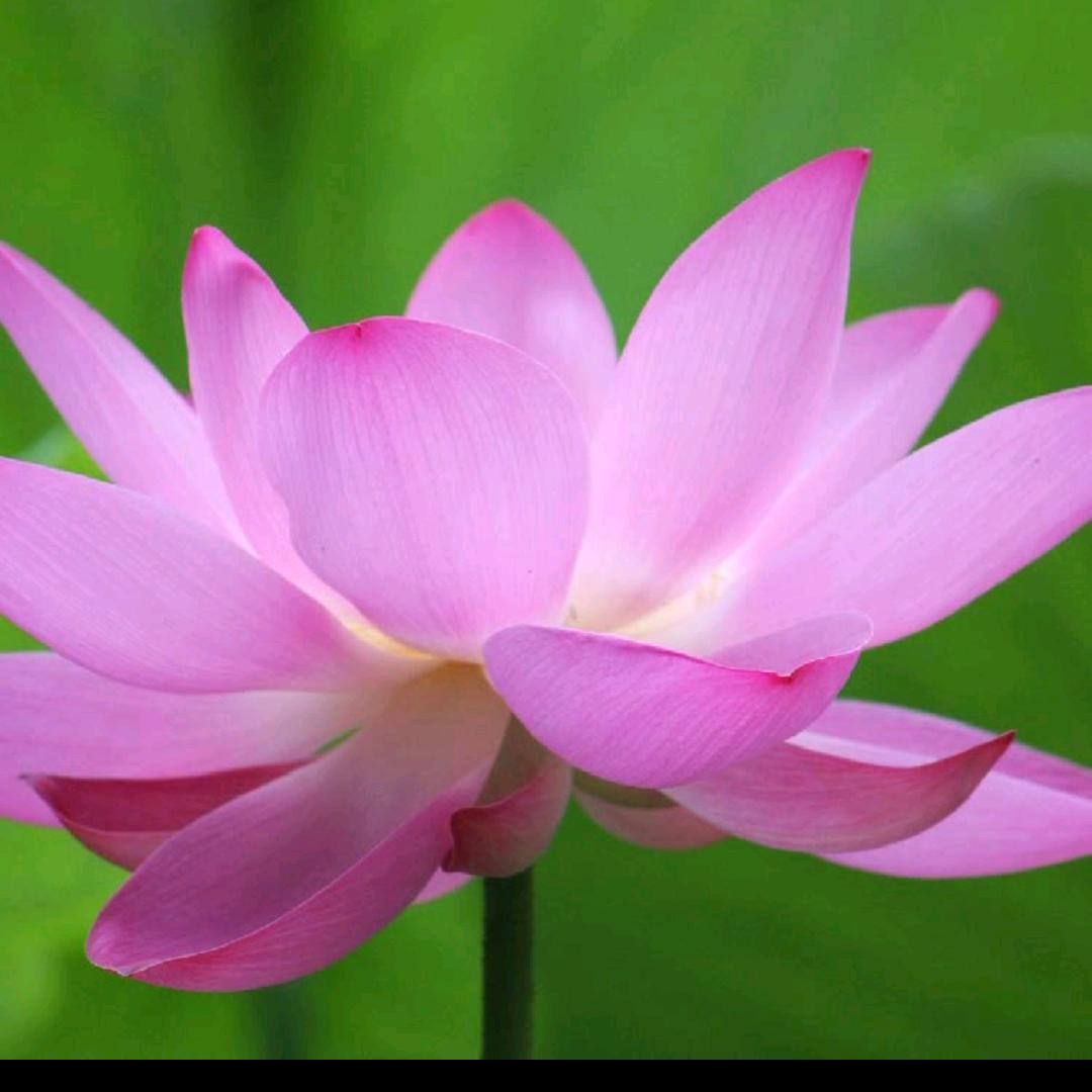 农村二姐爱养花