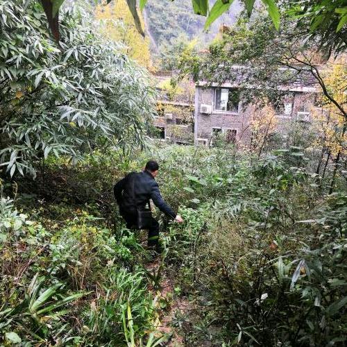 居然＿枫叶🍁