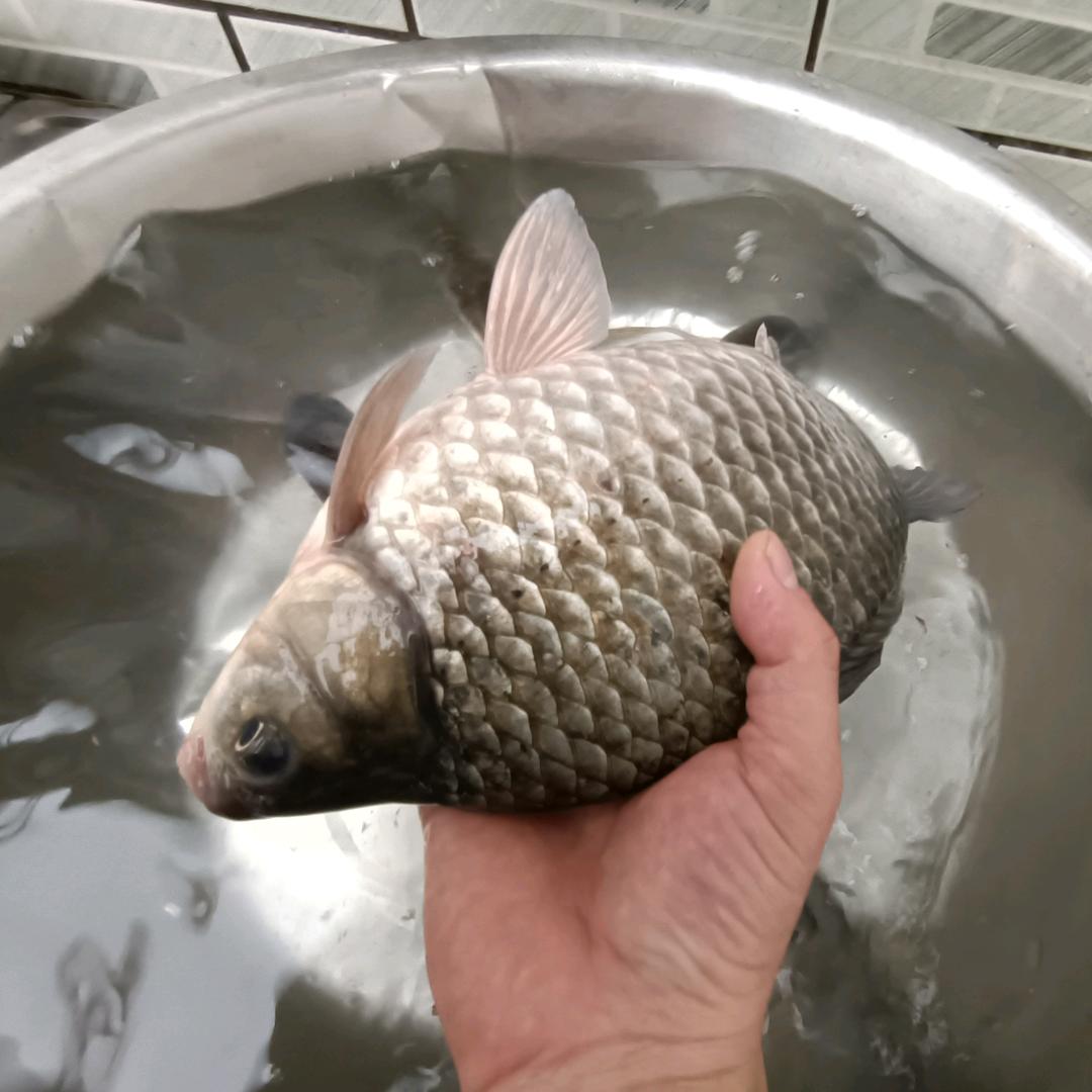 爱钓鱼的孔先森（泡沫逗钓🐟）