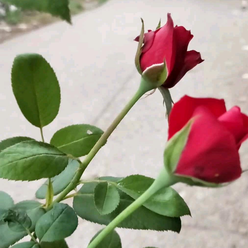 幸福🌹