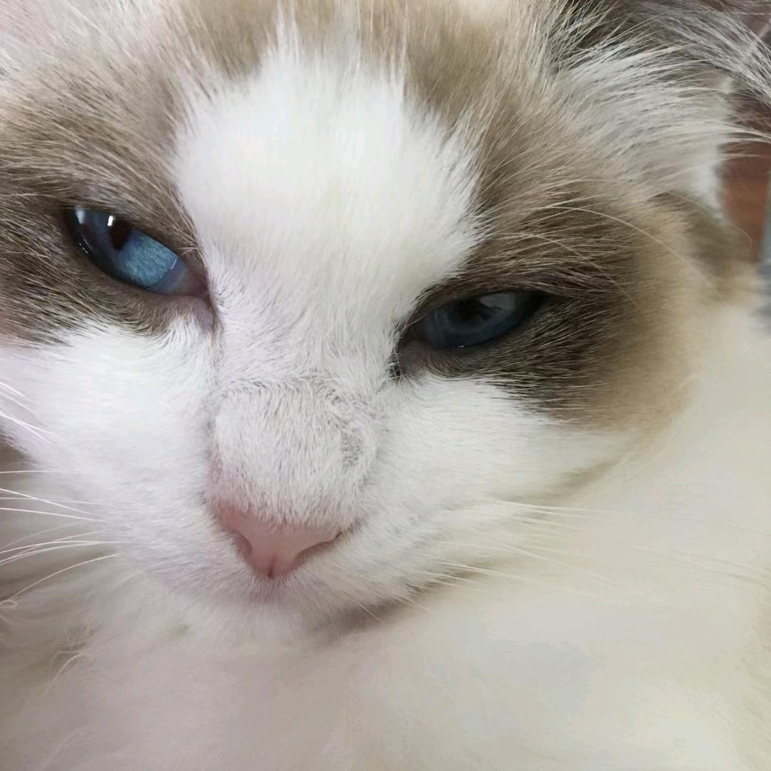 柒月未央