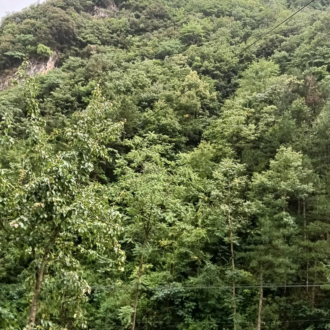 平安健康