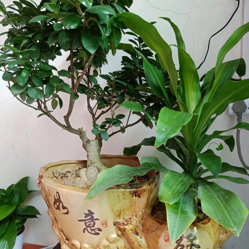 林仔