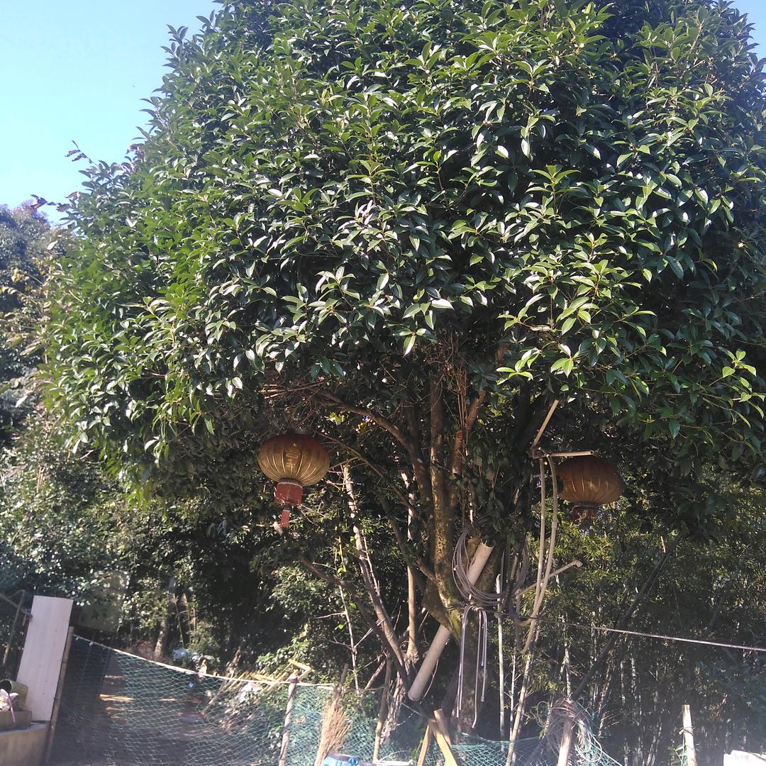 今生就你一子，我已足够