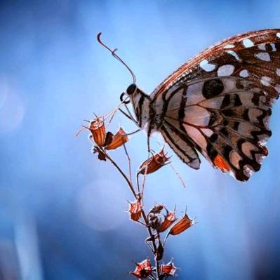 糖尿病三期吃汤圆