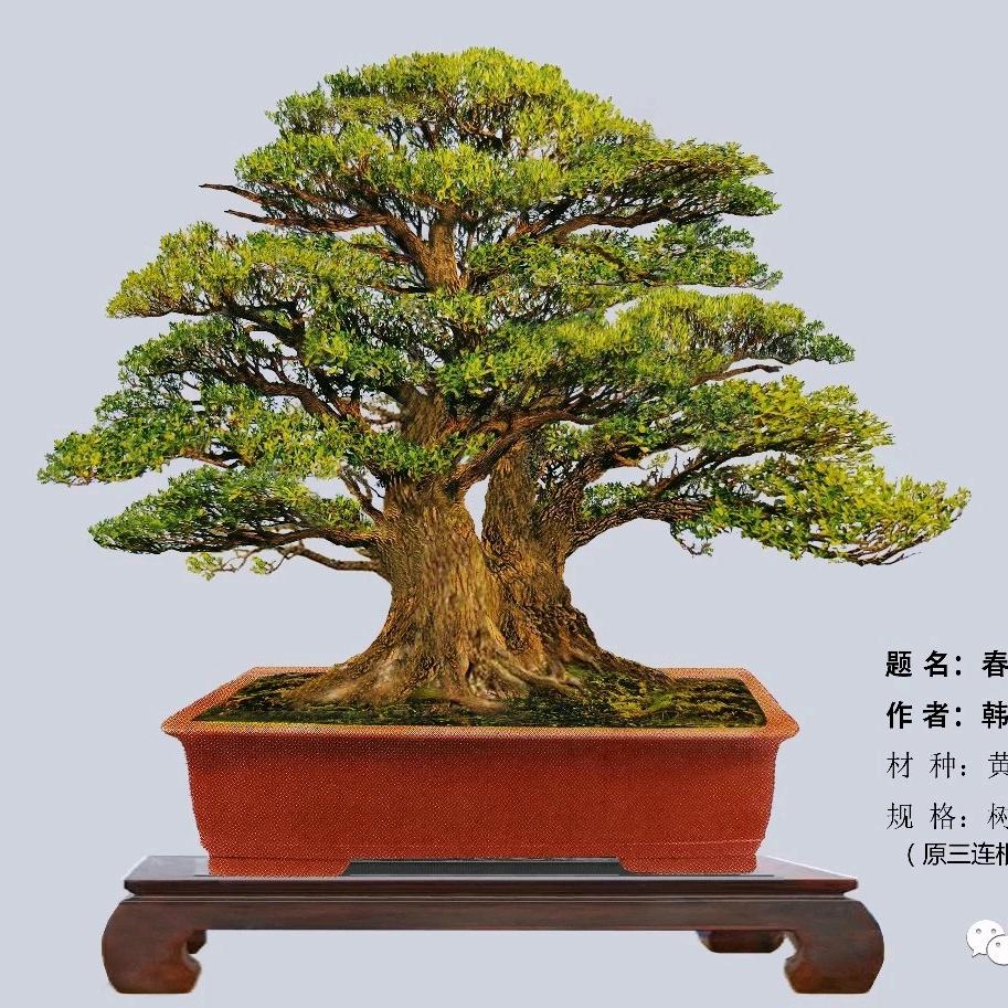 黄～红