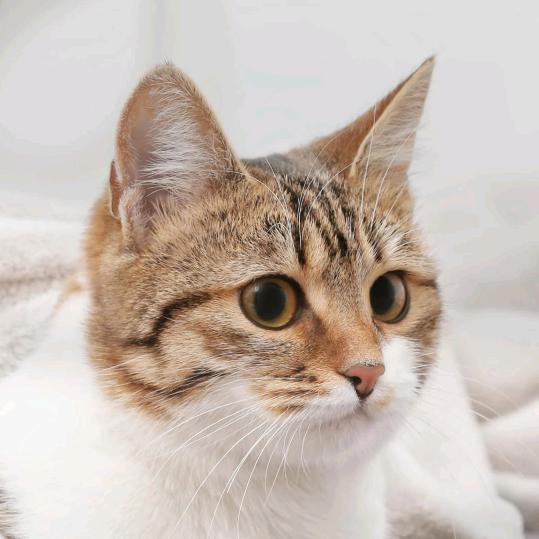 会长大的幸福520