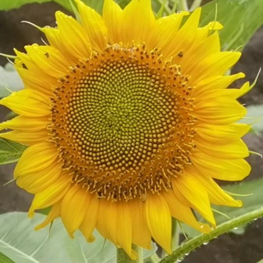 花蕊