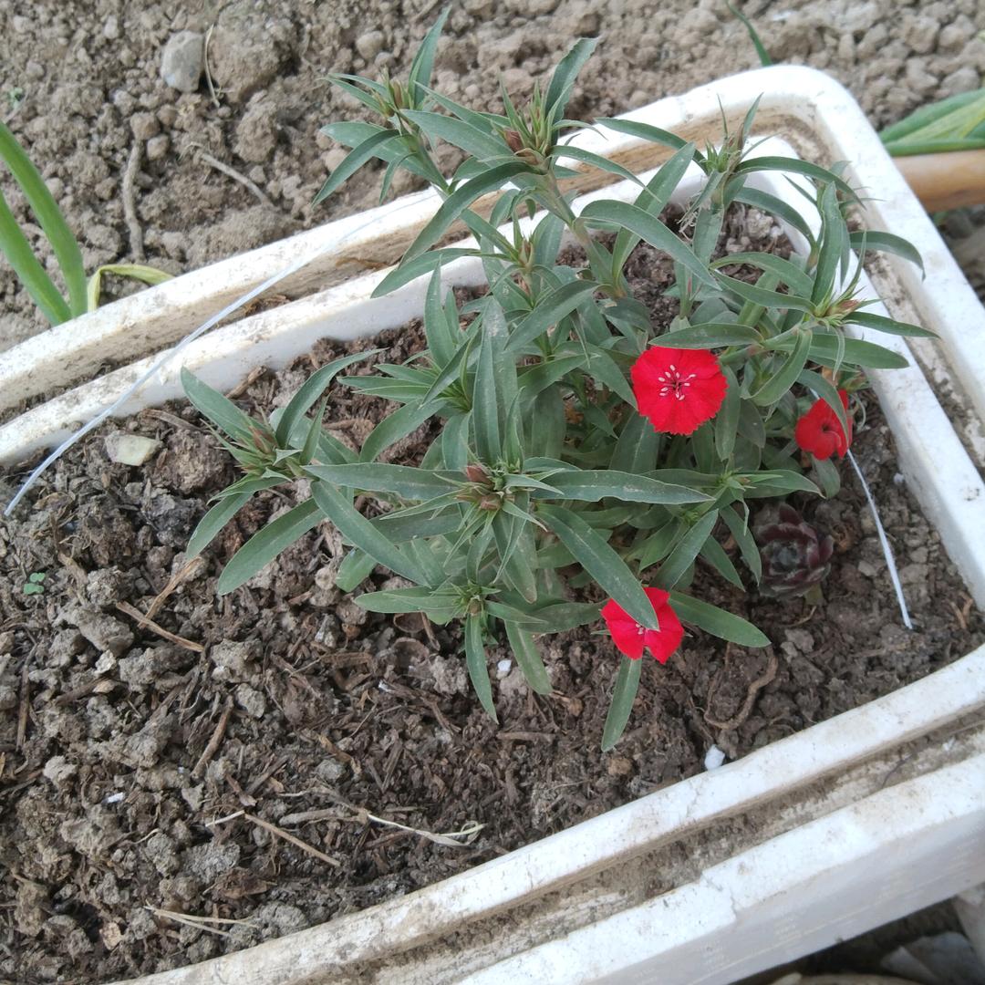 花🌹头像