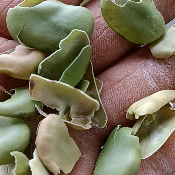 许河蚕豆壳玉米皮黄豆