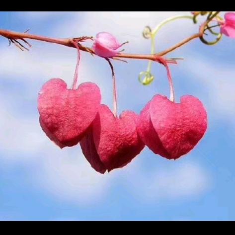 木棉花🌺🌺🌺🐉