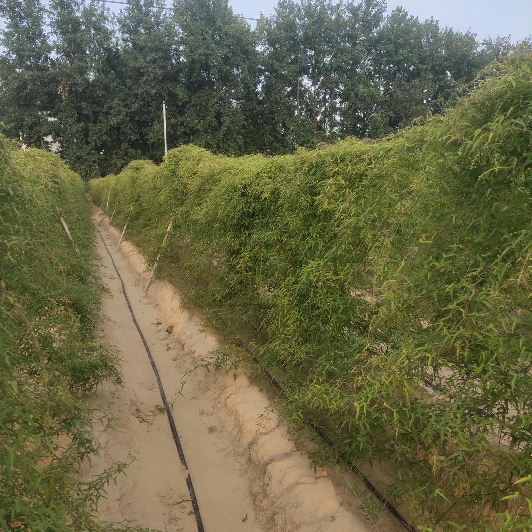 用户2786734993428梦里成真