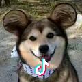 薇亚