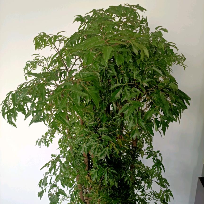 美好明天