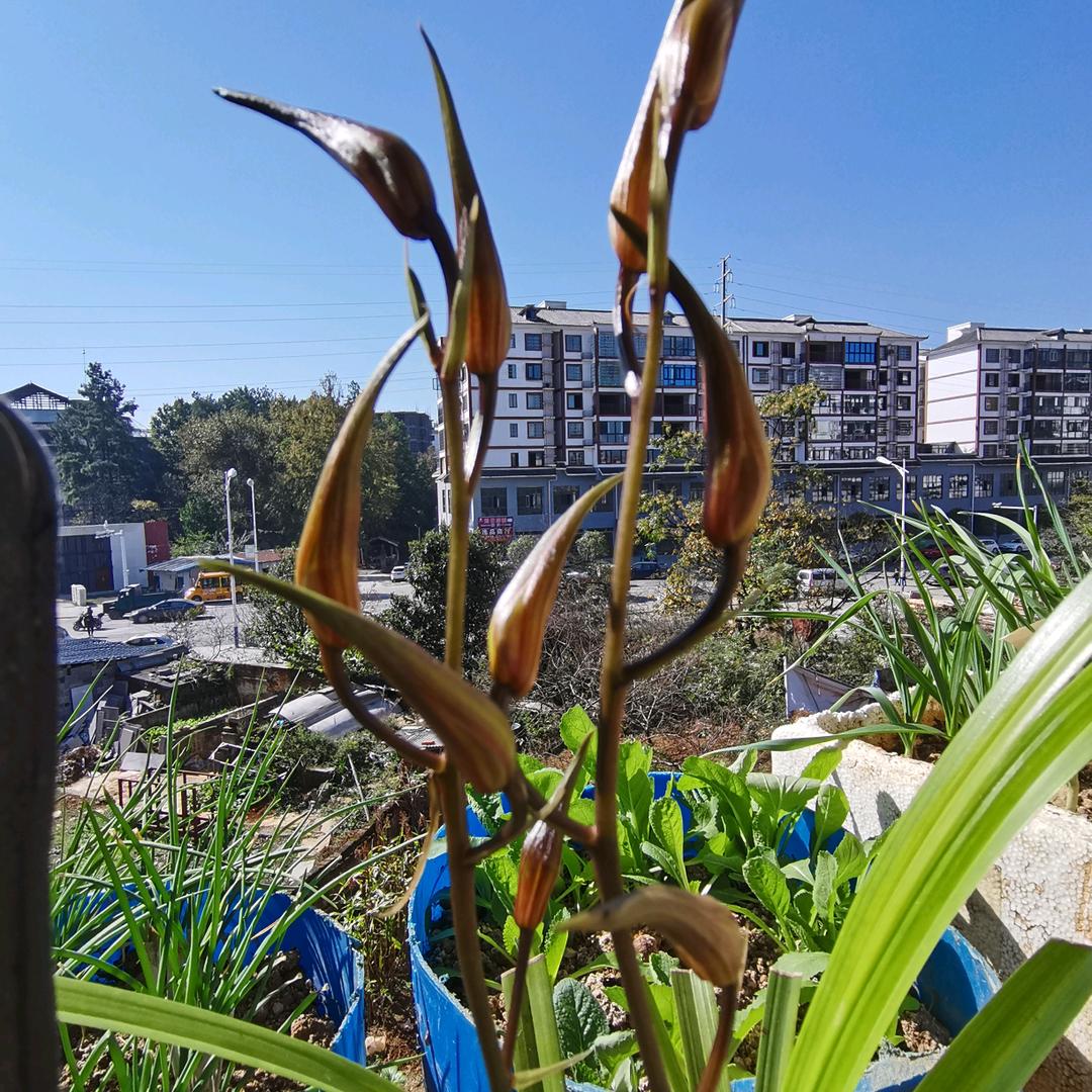 守信猴68.8月12日