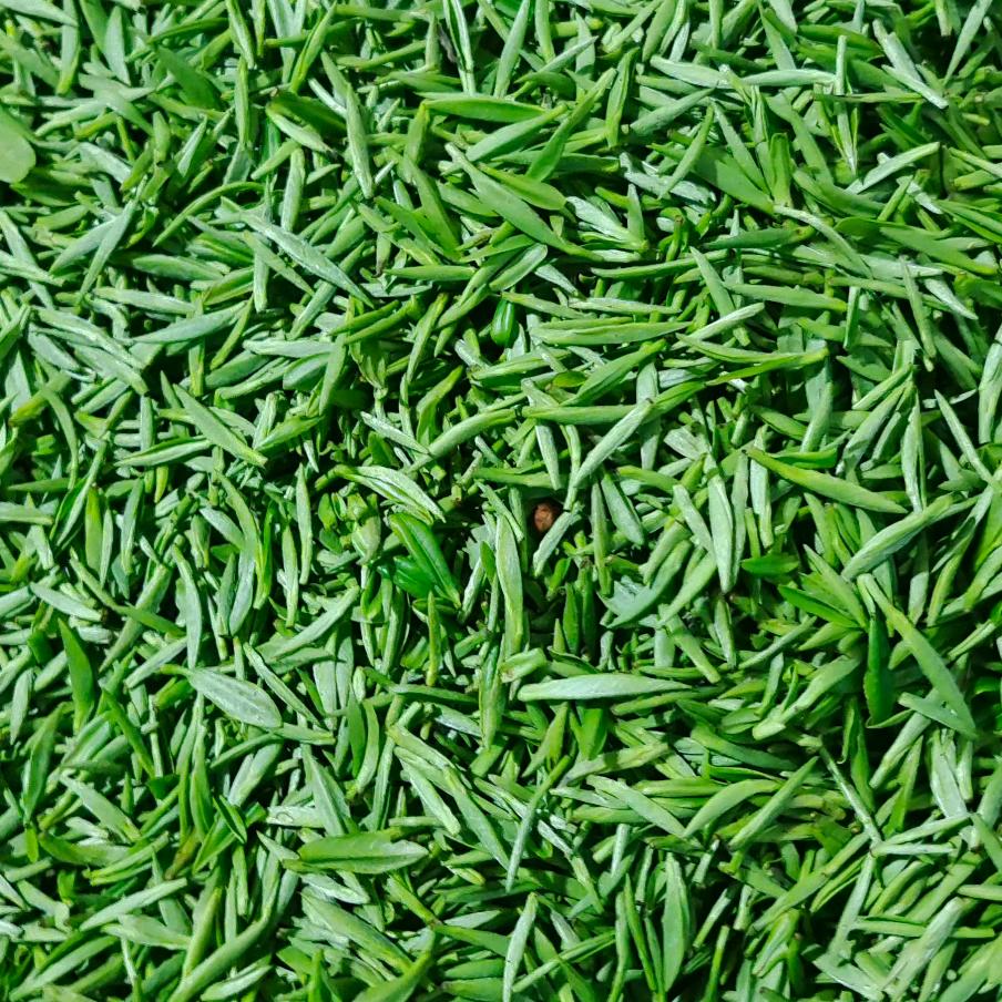 必军：黄山祁门茶叶批发