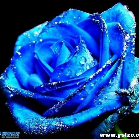 蓝色玫瑰