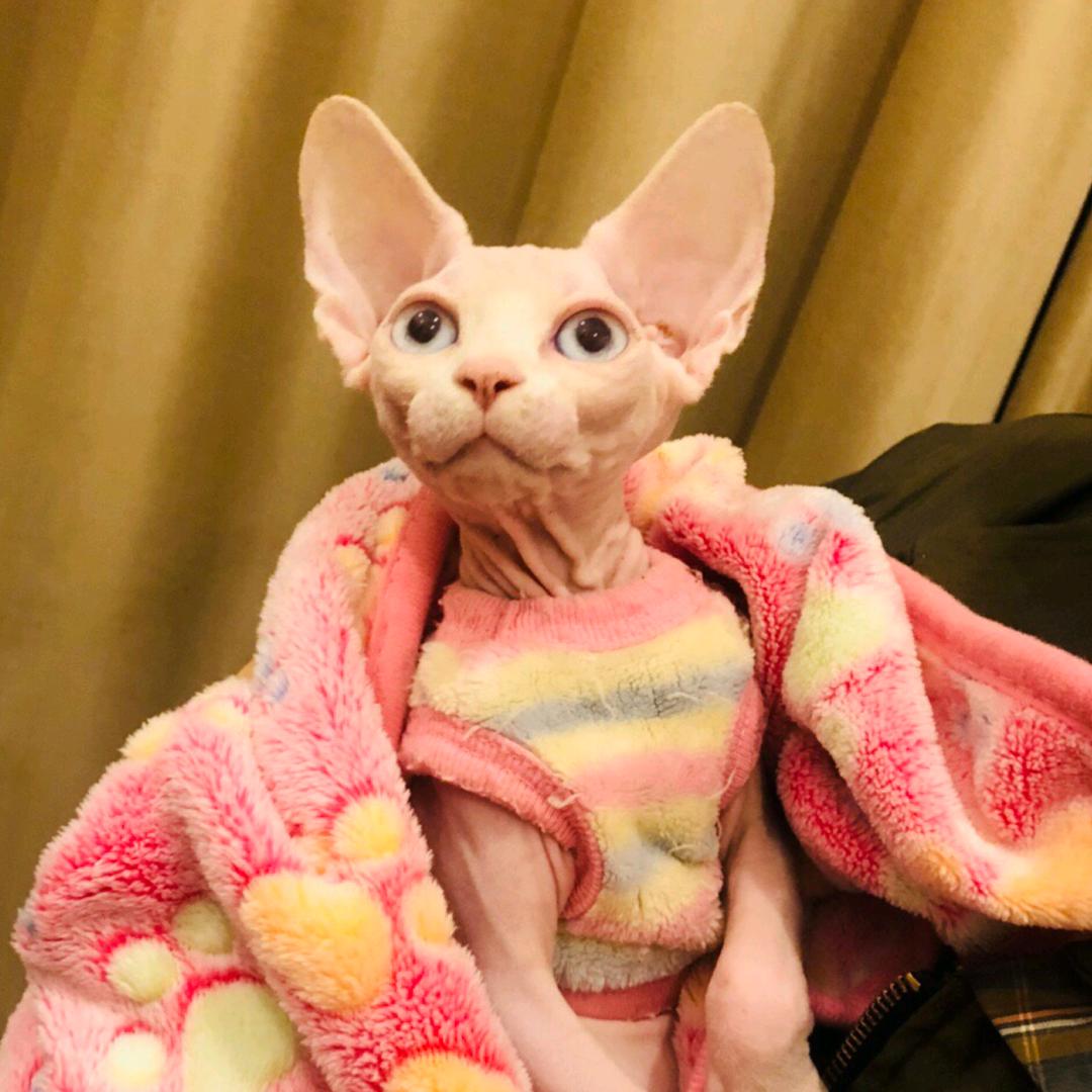 比鲁斯星球（无毛猫）