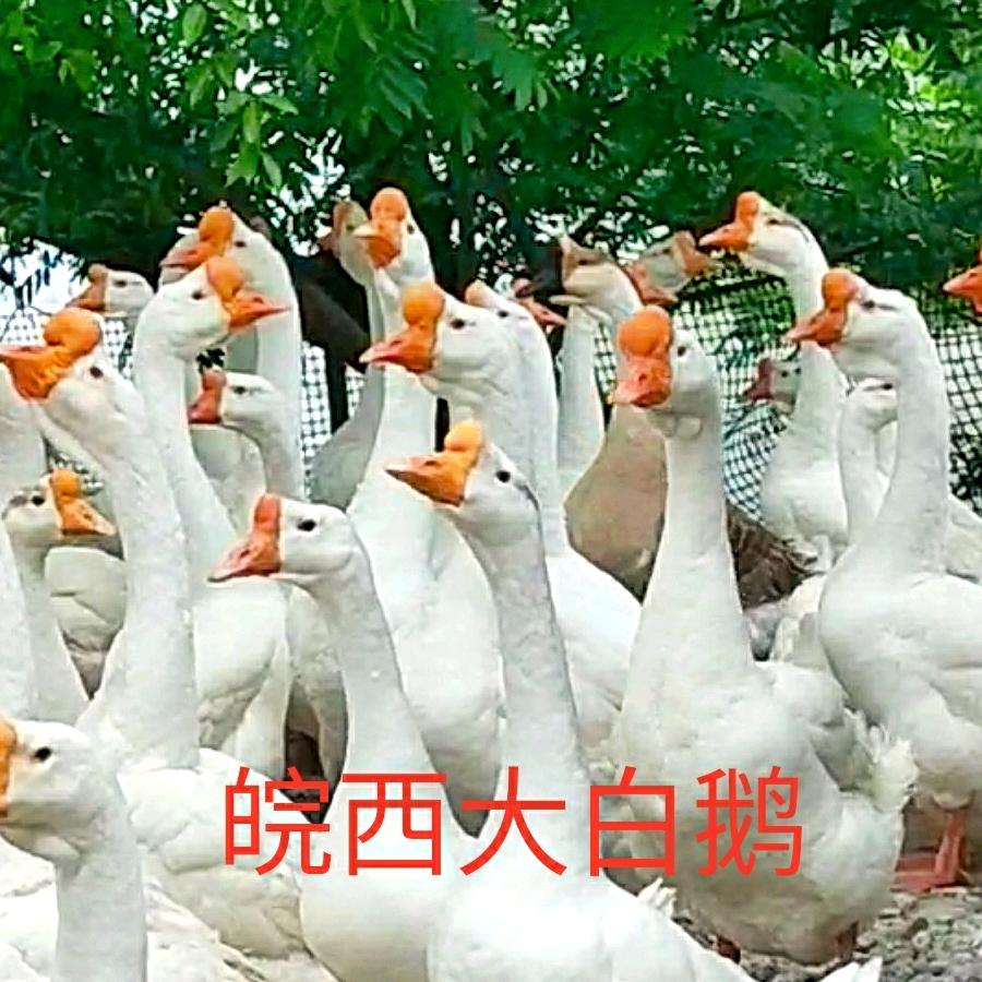 皖寿三觉腊鹅