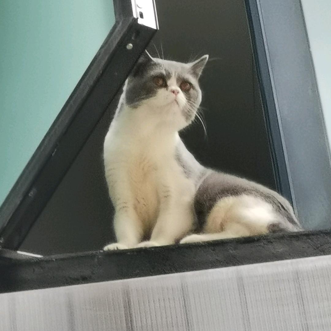 麻老虎🐯