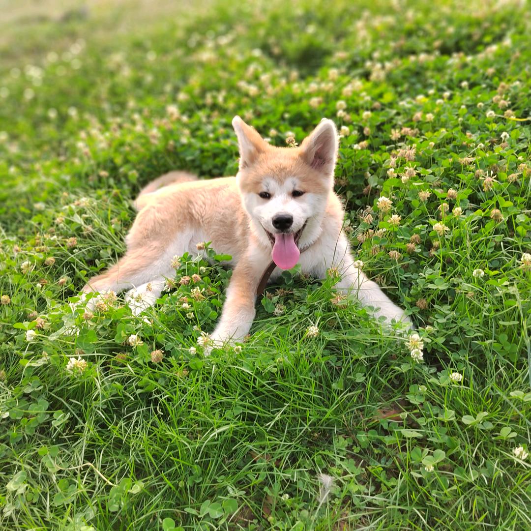 牛魔王的小恬恬