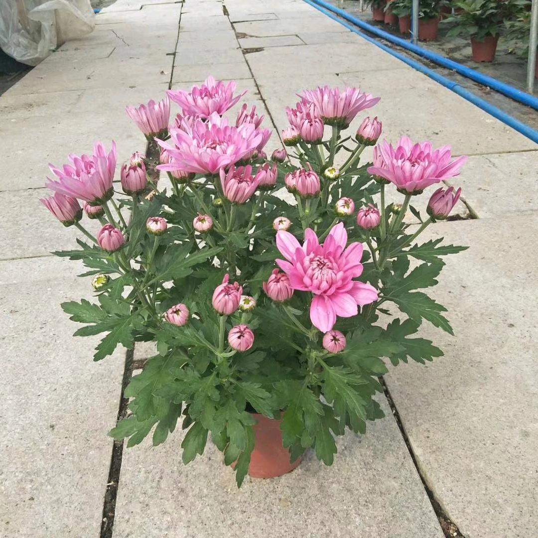 花园中的涛哥