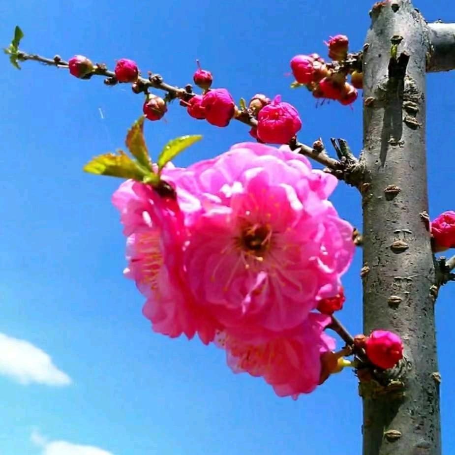 🌹🌹玲珑🌹🌹