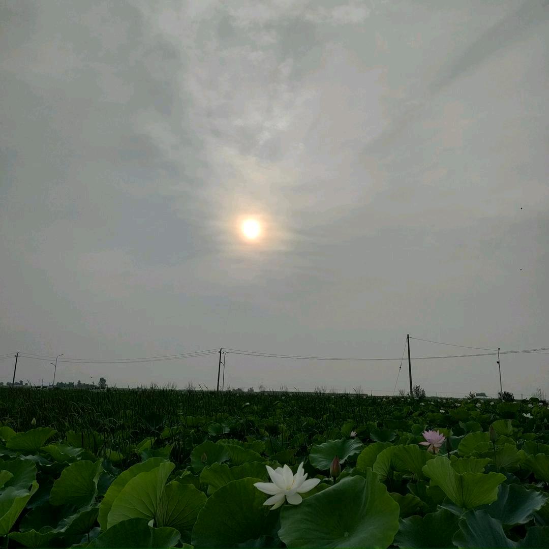小朴