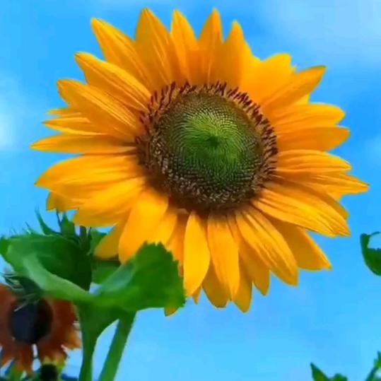 金姐