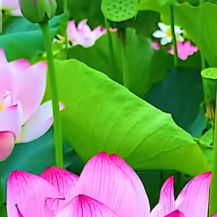 心想事成🌸🍃