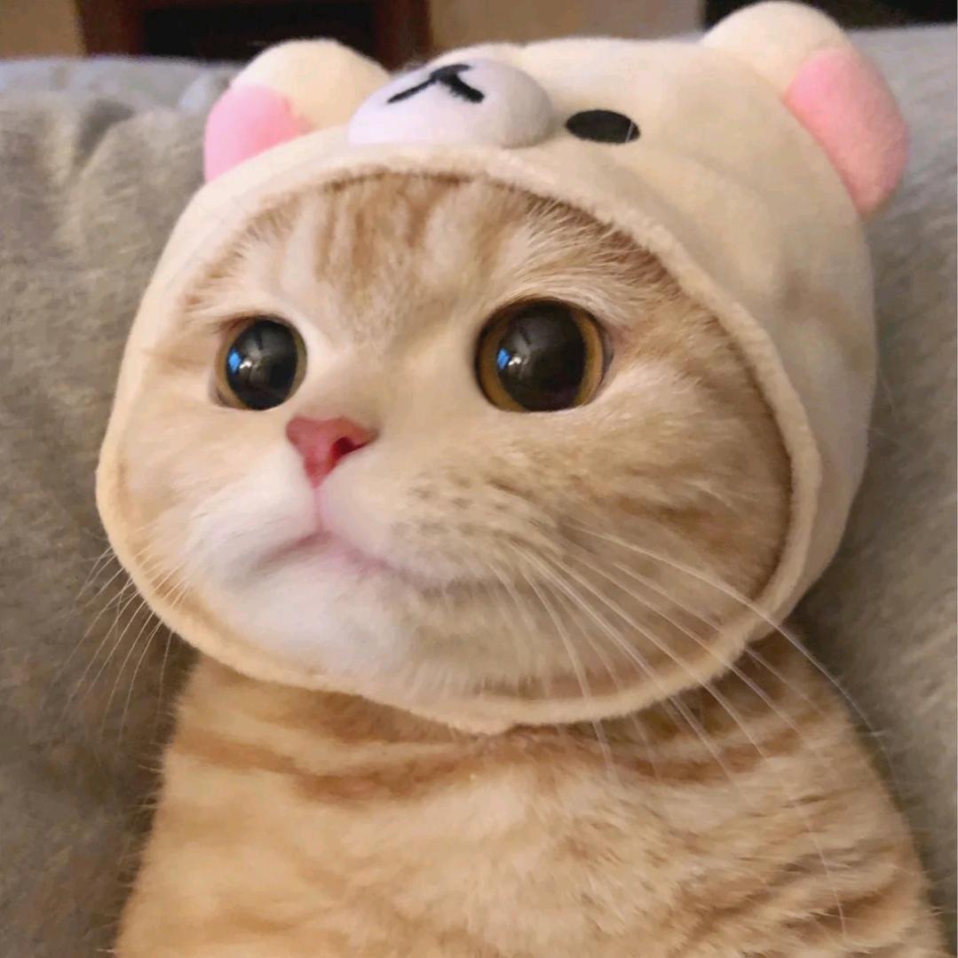 吃货小Q