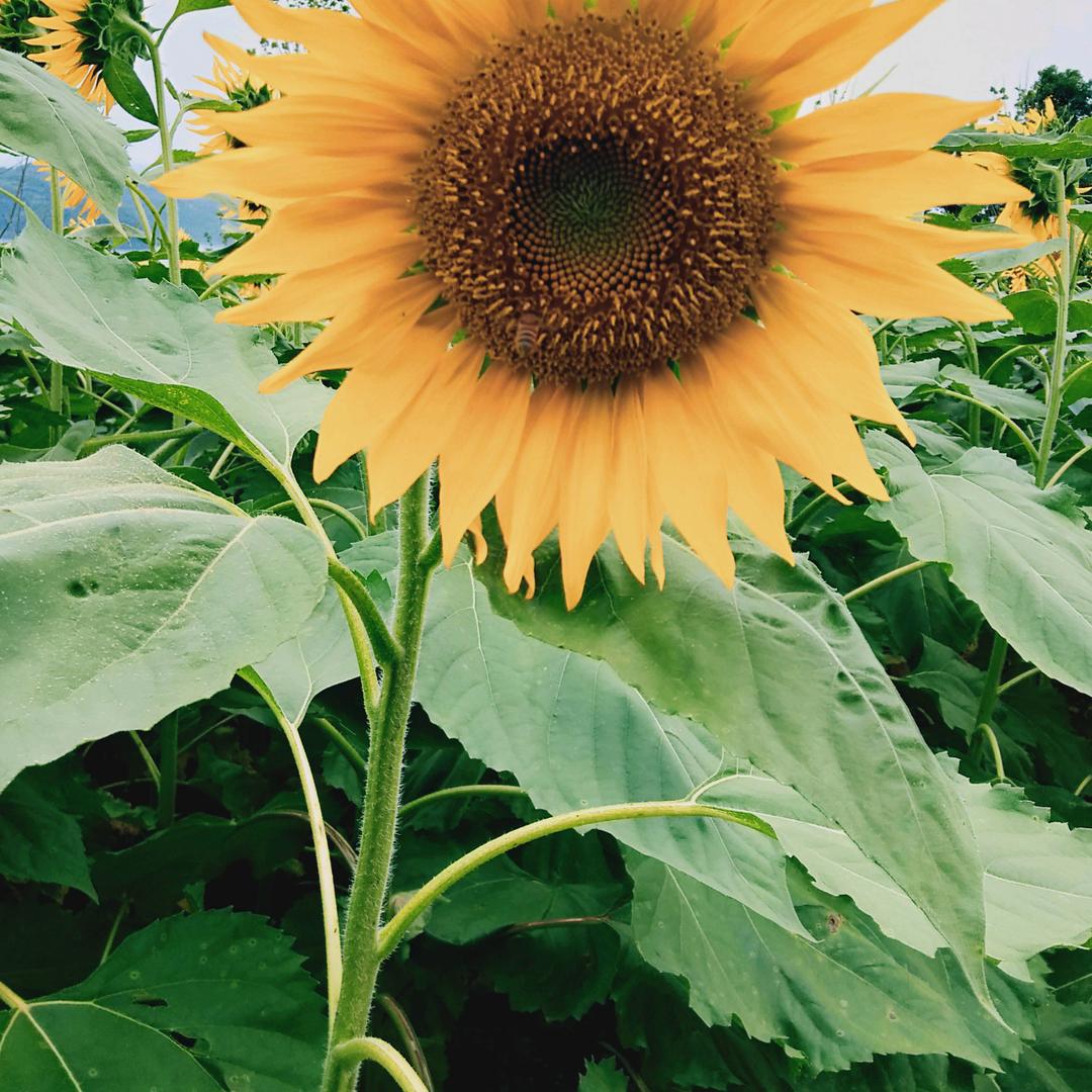 用户6349704423871葵花宝典