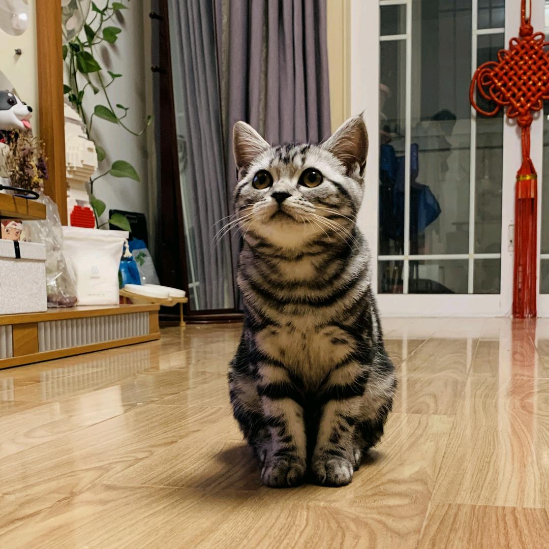 bo小飞侠