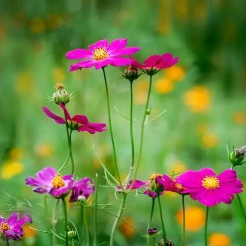 正定小移加油站