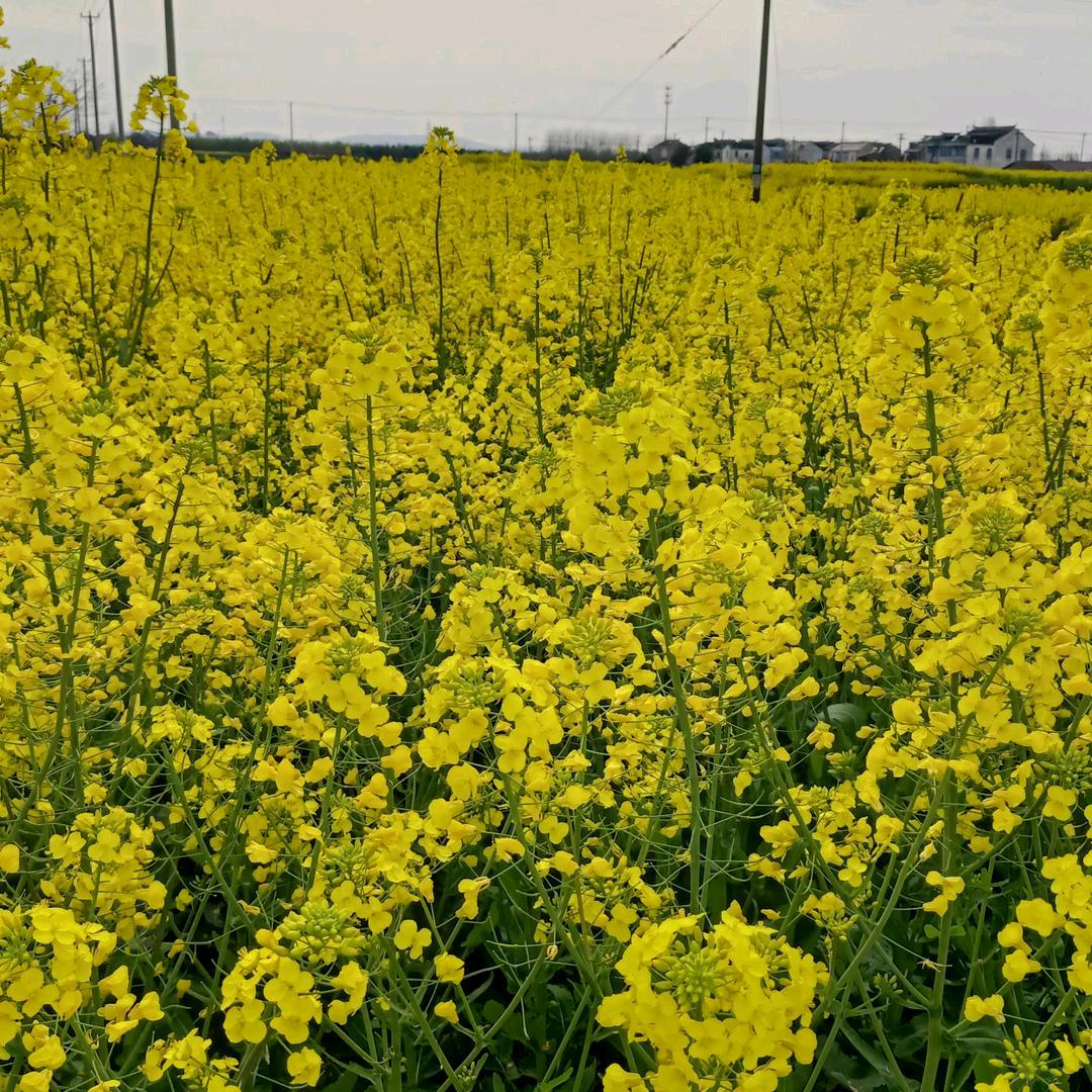 喜欢就好，张家姑娘《拒绝连赞》