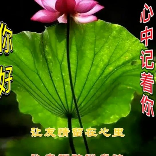 林哥