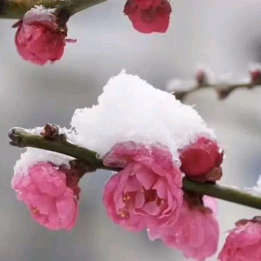 💕一剑飘雪💕