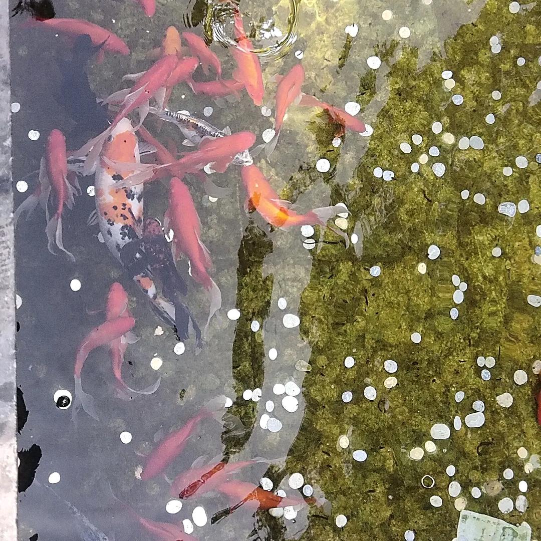 🌈❤希望总在风雨后❤（橱窗有好物）