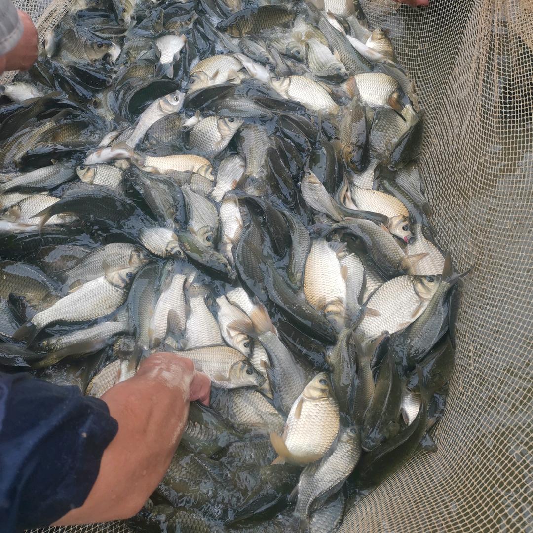 和县香泉大伟水产店